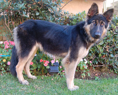 Dakota von Hesperia new standing